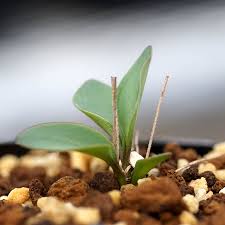 Image result for Eriospermum porphyrium