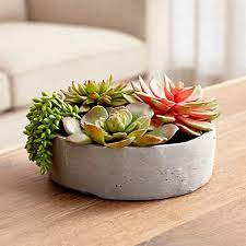 We did not find results for: Artificial Succulents In Low Round Pot Reviews Crate And Barrel
