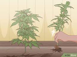 How To Identify Female And Male Marijuana Plants 9 Steps