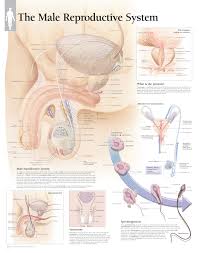 Ear chart anatomy study worksheets. Understanding The Prostate Scientific Publishing