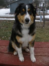 Black And Tan Australian Shepherd English Shepherd Pin By Sue Curran On Love English Shepherd Dog Prizes Australian Shepherd Dogs