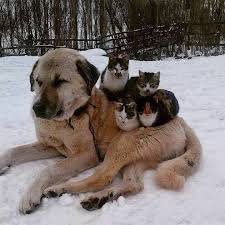 Les Petites Pattes Au Chaud Animals Friendship Cute Animals Animals Friends