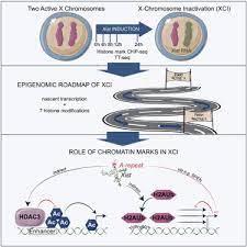 Our results open avenues to investigate the biological roles of rna modifications in their native rna context. The Implication Of Early Chromatin Changes In X Chromosome Inactivation Sciencedirect