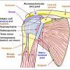 It also depicts right half of the diaphragm, muscles of the posterior abdominal wall, and muscles of the right hand and right foot. Https Encrypted Tbn0 Gstatic Com Images Q Tbn And9gcqheyhssnj6loiezgg1mpuyhzgy4zsfgimubyrxziiodsbhrgja Usqp Cau