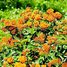 Tithonia rotundifolia seeds from joyful butterfly. Butterfly Milkweed Seeds Flower Seeds In Packets Bulk Eden Brothers