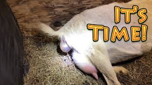 Alle fußballprodukte gibt es hier. Goat Birth Baby Full Warning Graphic Youtube
