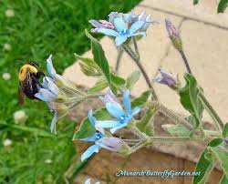 Tweedia Caerulea Blue Milkweed For Pollinators Milkweed Plant Milkweed Seeds Milkweed