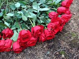 Blackpink's rosé's on the ground music video teaser. Bunch Of Red Roses On The Ground Stock Photo Picture And Royalty Free Image Image 82013209