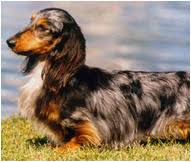 Standard, short haired, long haired, wire haired and miniature dachshunds. Dachshund Dog Breed Facts And Personality Traits Hill S Pet