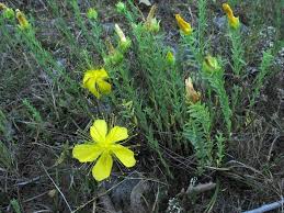 Image result for Hypericum lalandii