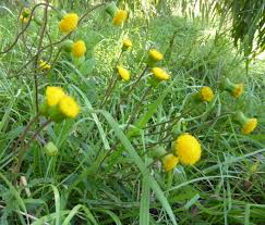 Image result for Crassocephalum picridifolium