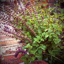 African Blue Basil Garden Betty