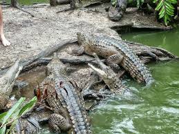 Fresh Water Crocodiles At Hatley S Crocodile Experience Near Sydney Australia Fresh Water Crocodiles Crocodile