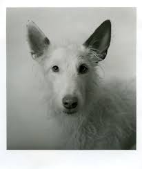 Black And White Hound Ibizan Hound By Dietmar Busse Ibizan Hound Black And White Dog Dog Portraits