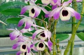 Orchideen Pflegen Und Reiche Schone Bluten Zu Hause Bewundern Orchideen Orchideen Arten Orchideenarten
