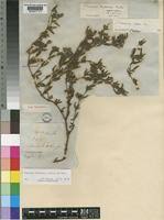 Image result for Monsonia burkeana