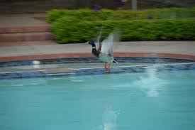 How are women like swimming pools? How Can I Keep Ducks Away From My Swimming Pool