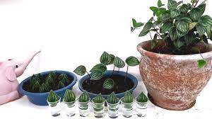 I Tried To Propagate Peperomia Argyreia Or Watermelon Peperomia In Soil Propagating Peperomia Peperomia Plant Watermelon Peperomia