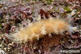 Image result for Tritonia moggii