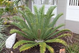 Image result for Cyphia erecta