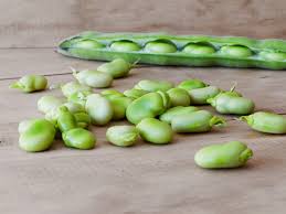 Plant seeds directly in the garden, an inch deep. Freezing Lima Beans Keeping Them Fresh Tasty