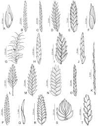 Image result for Pycreus unioloides