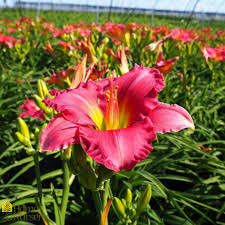 Nicole scherzinger enjoys italian vacation with her beau thom evans for her birthday. Hemerocallis Passionate Returns Daylily From Home Nursery