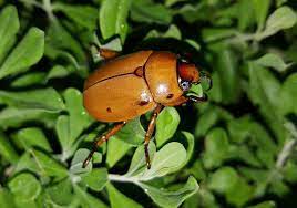 Often tries to sneak into houses. Mostly Harmless And Kind Of Entertaining This Is The Season For The June Bug Texas Standard