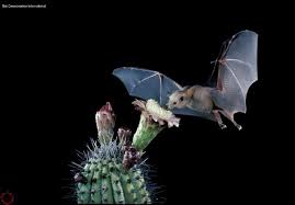 Baby can you breed a cactus from jamaica? Fruit Bat 3 Bat Blooming Cactus Cactus Pictures