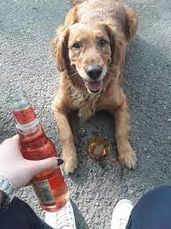 Reddit Meet My Boyfriend S Dog Lori She Loves Everyone And She Also Snores Very Loudly When Isn T The Center Of Attention Https If Dogs My Boyfriend Puppies