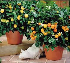 Peanut butter fruit trees are small enough to be classified as a shrub; Fruit Cocktail Trees Citrus Trees Fruit Cocktail Tree Veggie Garden