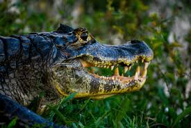 Below you'll discover the complete list of animal names our researchers have written about so far. Jacare Photos Royalty Free Images Graphics Vectors Videos Adobe Stock