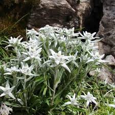 Edelweiss 30 Seeds Leontopodium Alpinum With Images Seeds Plants Blue Passion Flower