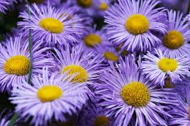 Fringe tree is a shrub or small tree native to the eastern u.s. Purple Flowers With Yellow Centres Faded Spring