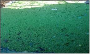Image result for Azolla pinnata