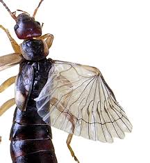 We did not find results for: Origami Gripper Unfurls Like An Earwig S Amazing Wing Futurity
