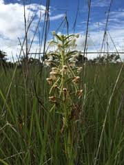 Image result for Habenaria uhehensis