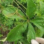 Image result for Ampelocissus multistriata