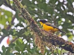 Image result for Fadogia gossweileri