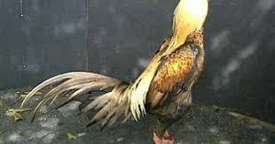 Pin Di Ayam Aduan