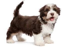 Havanese puppy frequently asked questions why the differnence in havanese puppy pricing? Havanese Breed Facts And Information Petcoach