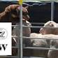 Heathcote A.P&H Show event image