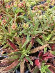 Image result for Crassula alsinoides