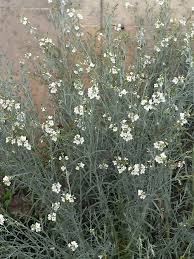 Image result for Gomphostigma