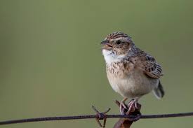 Melodious Lark
