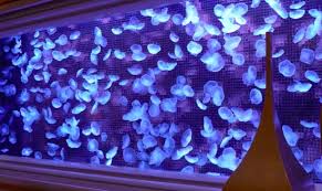Diving is the only way it can be obtained. Moon Jellyfish Aquarium Macau 2021 All You Need To Know Before You Go With Photos Tripadvisor