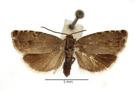 Image result for Cydia microgrammana