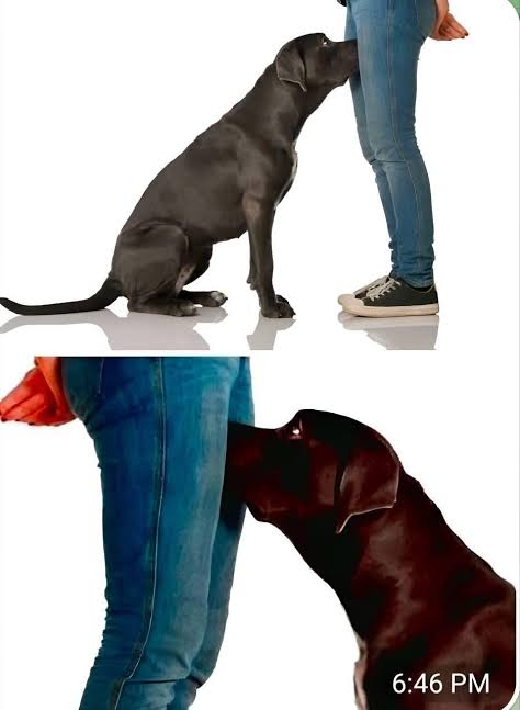 If your dog is sniffing your genital area, it means you have…see more… See more