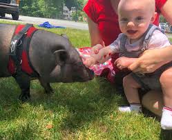 Children's party pony and petting zoo rentals for a kids party are always a hit! Squeals On Wheels Traveling Petting Zoo