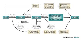 However, it should serve as a guide to motivate you to learn the laws for whichever country you. Tobacco Carcinogens Their Biomarkers And Tobacco Induced Cancer Nature Reviews Cancer